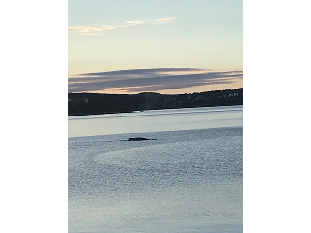 Picture of whales in the Harbour